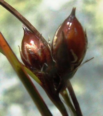 Juncus trifidus  / Giunco trifido